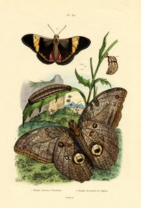 Morpho by French School